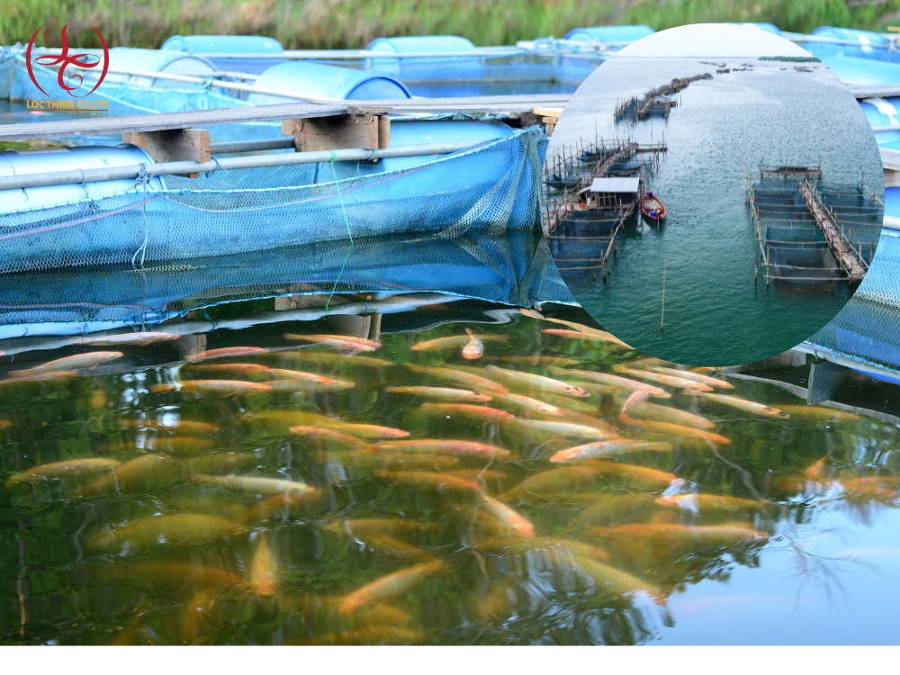 Chlorine Aquafit Ca(OCl)2 | Ấn Độ | 45Kg/ Thùng